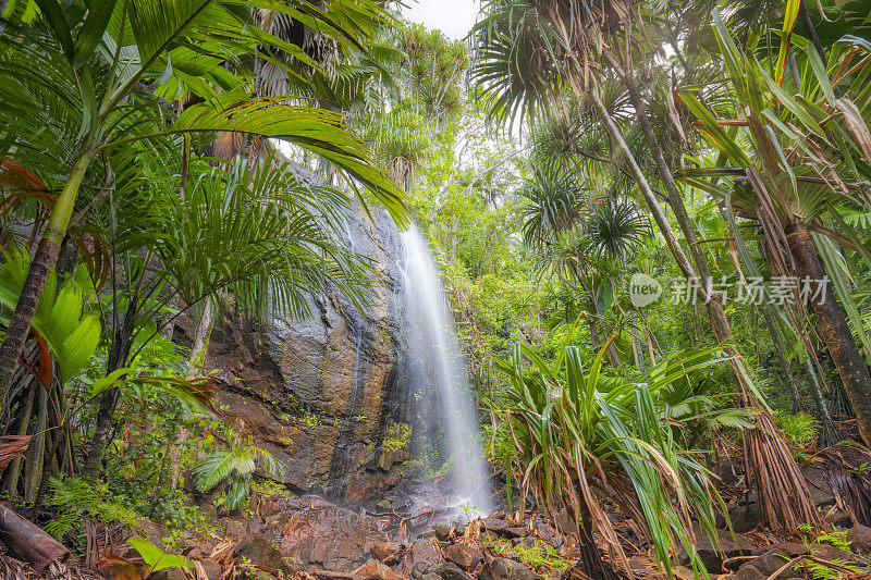 在印度洋塞舌尔群岛的Praslin岛的Vallee De Mai棕榈森林中隐藏的瀑布